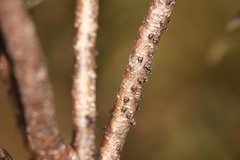 Paratachardina pseudolobata