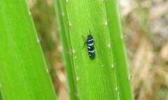 Balacha melanocephala