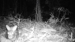 Sylvilagus brasiliensis