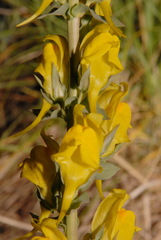 Linaria dalmatica dalmatica
