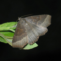 Arytrura musculus