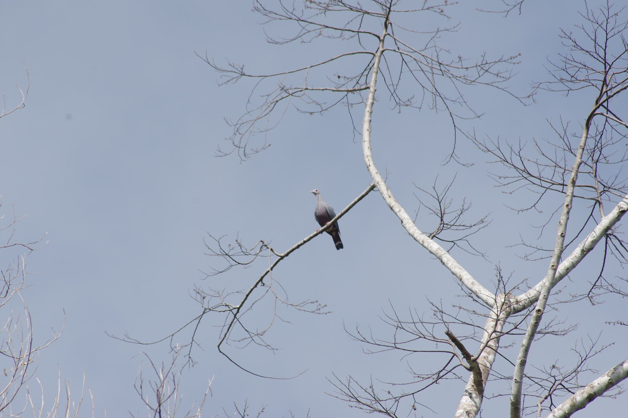 Pinon's Imperial-Pigeon illustration
