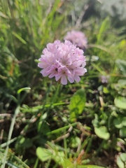 Armeria