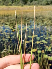 Eleocharis robbinsii