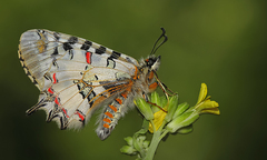 Zerynthia deyrollei