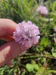 Armeria