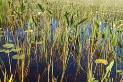 Eleocharis robbinsii