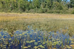 Eleocharis robbinsii