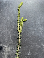 Epacris lanuginosa