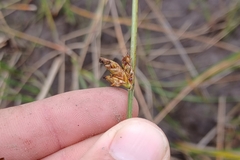 Schoenoplectus torreyi