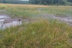 Schoenoplectus torreyi