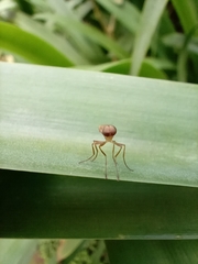 Chiromyzinae