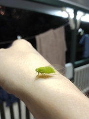 Guineapsaltria flava