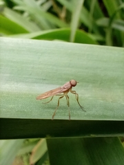 Chiromyzinae