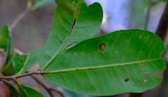 Cupaniopsis anacardioides