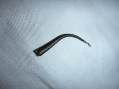 Gonatodes albogularis