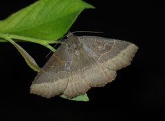 Arytrura musculus