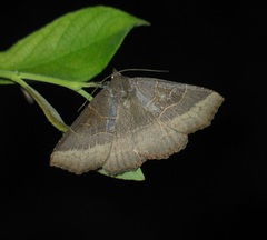 Arytrura musculus