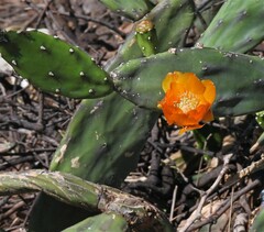 Opuntia elata