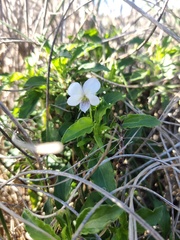 Viola arborescens