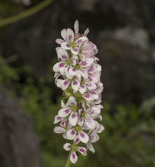 Francoa appendiculata