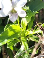 Viola arborescens