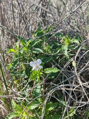 Viola arborescens