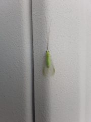 Ceraeochrysa lineaticornis