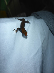 Gonatodes albogularis