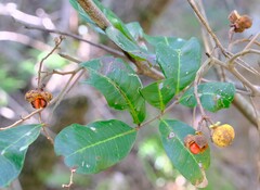 Cupaniopsis anacardioides