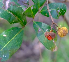 Cupaniopsis anacardioides