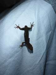 Gonatodes albogularis