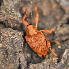 Curculio pellitus