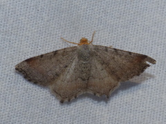 Macaria bicolorata