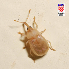 Derelomus subcostatus