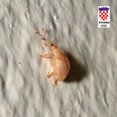 Derelomus subcostatus