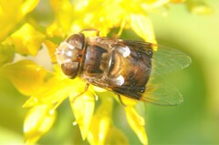 Copestylum quadratum