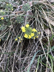 Alyssum montanum