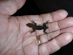 Gonatodes albogularis