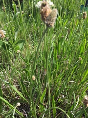Plantago altissima