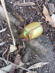 Anoplognathus olivieri