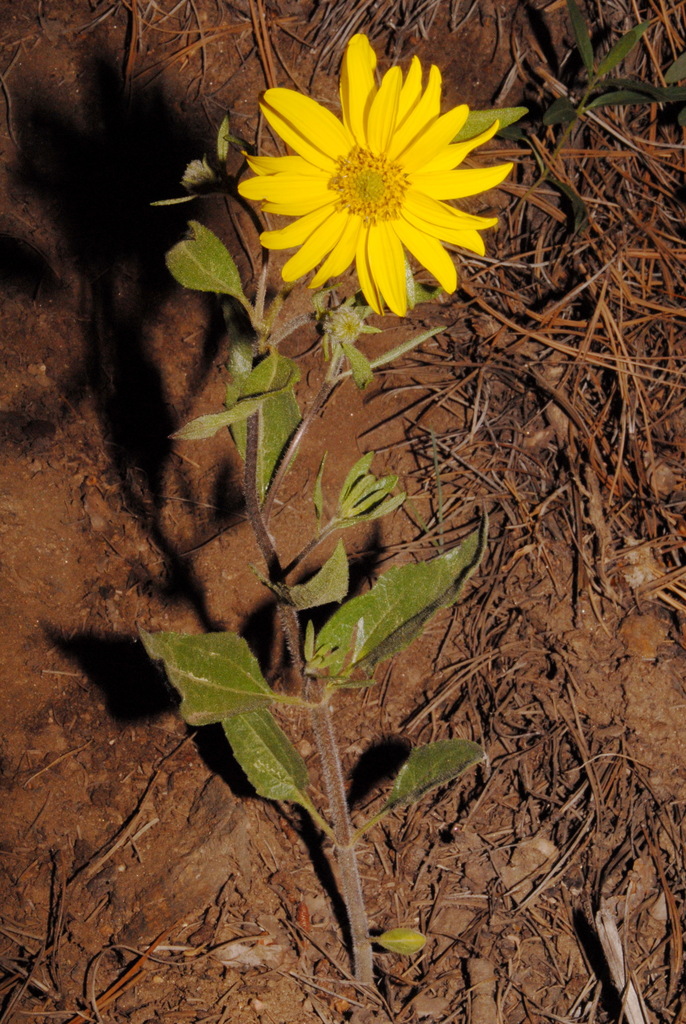Little Sunflower from Hiwan Hills, Evergreen, CO 80439, USA on June 13