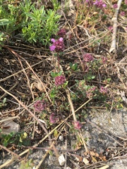 Thymus serpyllum serpyllum