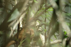 Phacellodomus striaticollis