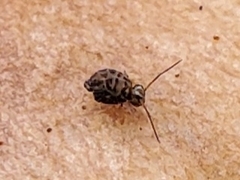 Ptenothrix