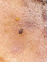 Ptenothrix