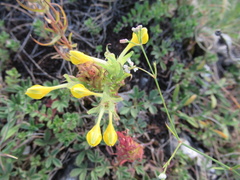 Melampyrum barbatum