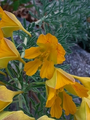 Tropaeolum polyphyllum