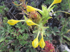 Melampyrum barbatum