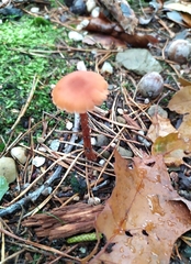 Laccaria laccata